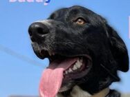 Buddy 10/22 Kuschelhund sucht Zuhause - Heppenheim (Bergstraße)