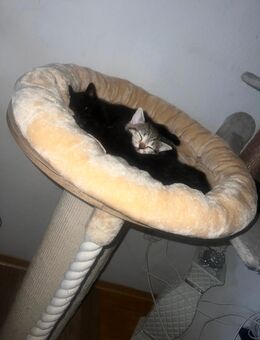 Bkh kitten ♥️ - Garbsen