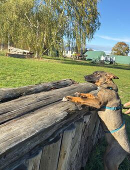 Unsere Tracy 5 Monate alt, Schäferhundmischling , ca 40 cm groß ,sucht ein Zuhause - Hohe Börde