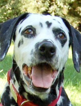 Josy Da - Dalmatiner - 11 Jahre - Tierhilfe Franken e.V. - Lauf (Pegnitz) Zentrum