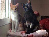 *reserviert* Indiana und Mandarina (ALM) - Geisenheim