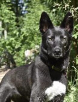 Wunderschöne Azula sucht aktive Menschen - München