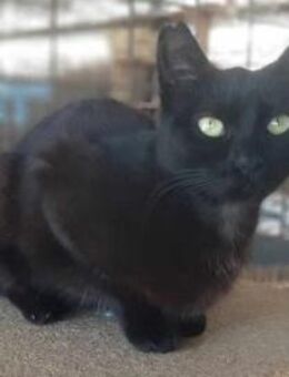 Britt, lebensfrohes Panthermädchen, 1J - Vaterstetten