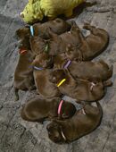 Labrador, Arbeitslinie, Welpen, Schoko in 34414