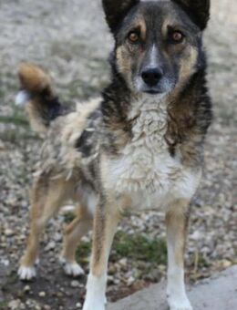 Sanfter IANTO sucht sein Zuhause! - Weiterstadt