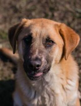 BALOU - ich möchte willkommen sein - Overath