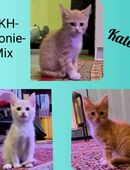 BKH-MaineCoon-Mix Kitten in 25693