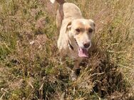 Traumhund Enya sucht ihr Körbchen - Großefehn