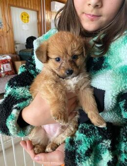 Teddy - Kleiner Schmusebär - Schlitz