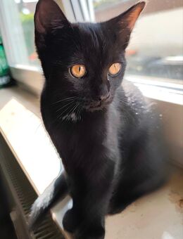 Maine Coon Mix Kitten suchen neues Zuhause - Gäufelden