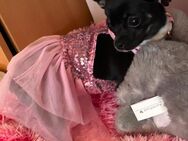 Chihuahua - Elmshorn