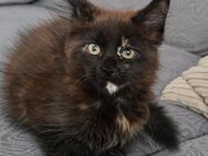 Maine Coon Madchen - Herzberg (Harz)
