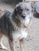 Kassindra 54 cm in 57647