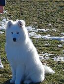 Samojede Rüde in 51588
