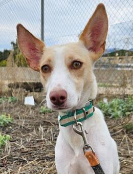 Tiggy sucht eine ganz liebevolle Familie - Laatzen
