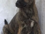 ARIZONA - Welpenalarm ❤️🐶 - Neudenau