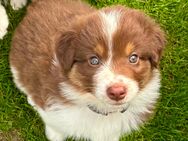 Drei Australian Shepherd Welpen 10 Wochen alt🐶 - Satow
