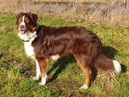 Australian Shepherd Welpen Wurfankündigung - Uetze