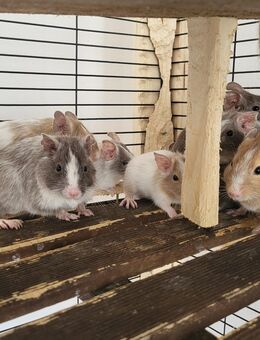 Degu Babys - Uckermark