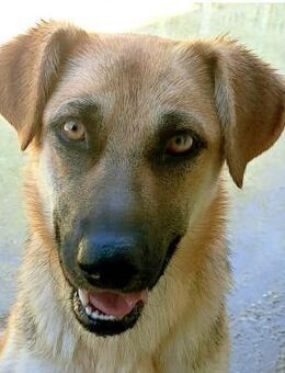 Alisha herzensgutes Goldstück - Obertshausen