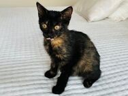 Gwendalin 🐾 ist unheimlich süß 🐱 - Kirchheim (München)