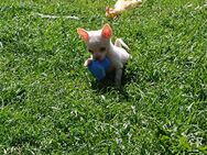 Kleiner Chihuahua Mix Junge sucht - Brilon Zentrum