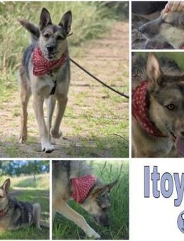 ITOYA -wünscht sich einen Hundekumpel- - Duisburg