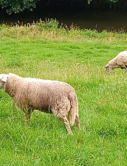 Tausche Jungbock Texel x Charolais - Roßwein Zentrum