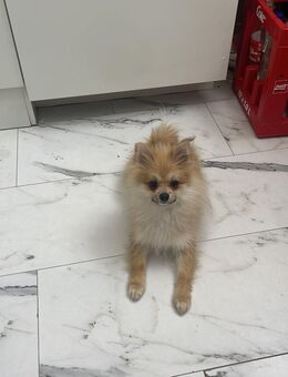 Pomeranian Mini Hündin - Berlin Tempelhof-Schöneberg