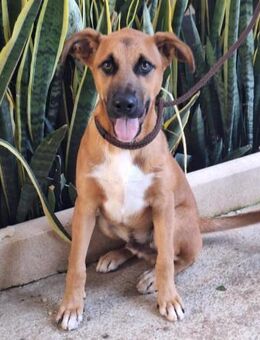 Turron möchte ein Familienmitglied sein - Laatzen