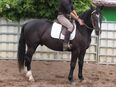 SW-Wallach "Balder" in 99628