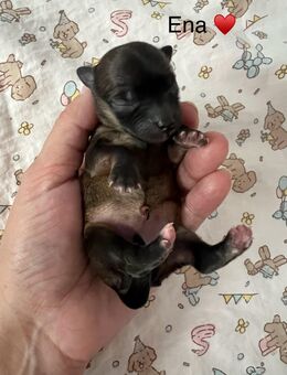 Bolonka Zwetna Welpen am 26.10.2025 auf die Welt gekommen - Köthen (Anhalt)