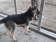 Archie - Köln