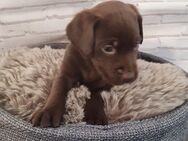 Labrador Rhodesian-Ridgeback Welpen - Westoverledingen