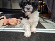 Havaneser Shihtzu Welpen suchen verantwortungsbewusste Familien - Lüdinghausen