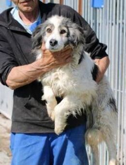 Flora - kinderlieb u. zutraulich - Lohra