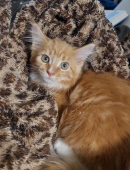 Maine Coon XXL Kitten - Elsdorf (Nordrhein-Westfalen)