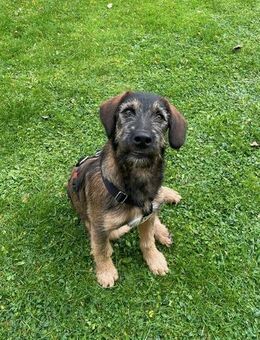 Skadi: jung, neugierig und bereit für ihr eigenes Zuhause - Geisenhausen