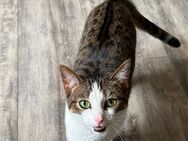 3 1/2 Jahre junge Hauskatze Nala - Bergisch Gladbach