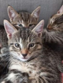 Mischlingskitten suchen Traumschloss - Bad Abbach