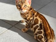 Nur noch ein wunderschönes Bengalkitten mit Stammbaum und XXL Rosetten - Karlsruhe