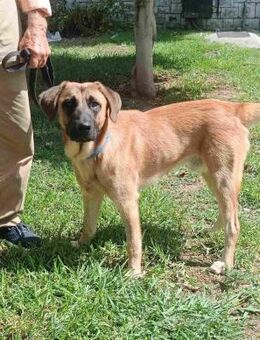 Fivos wünscht sich ein Zuhause - Kropp