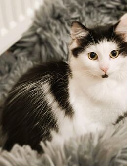 Süße Kätzchen (BKH / Perser Mix) abzugeben - Köln