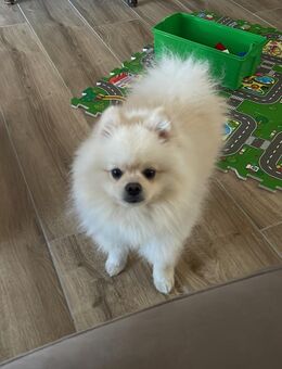 Pomeranian-Rüde in liebevolle Hände abzugeben - Frankenthal (Pfalz)