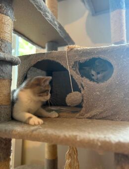 2 wunderschöne BKH Mix Kitten - Obernkirchen