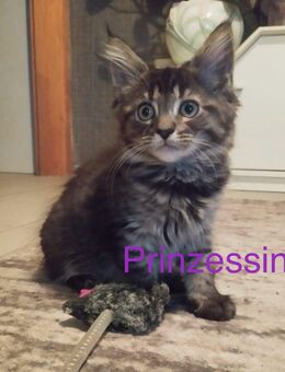 4 zuckersüße Maine Coon Kitten/Katzenbabys suchen liebevolle Dosenöffner zum 04.10.2025 - Breitenfelde