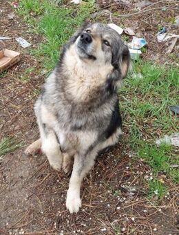SAYA ist eine sehr freundliche 🐕Dame ♥️ - München