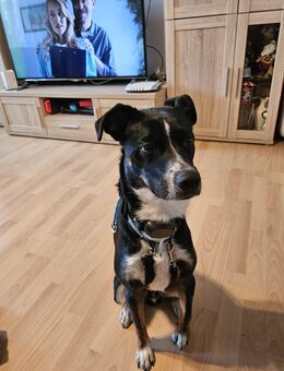 Nur für Hundeerfahrende! Gizmo - Düsseldorf