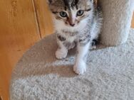 Katzenbaby - Forst (Lausitz)