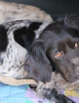 CHIQUI - Wir geben dich nicht auf! ❤️ - Neudenau